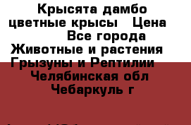 Крысята дамбо цветные крысы › Цена ­ 250 - Все города Животные и растения » Грызуны и Рептилии   . Челябинская обл.,Чебаркуль г.